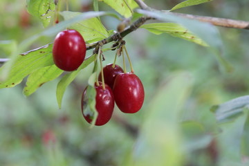 die reifen roten Früchte der Cornelkirsche am Strauch