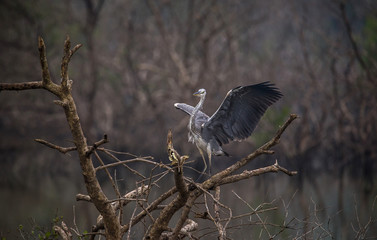 Grey Heron with open wings