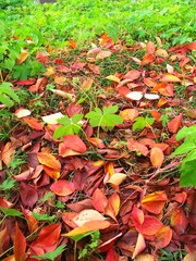 桜の落葉のある風景
