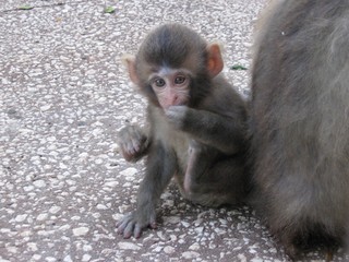 monkey cub about mom