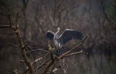 Grey heron bird with spreaded wings