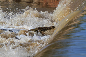 Lazy fishing. Nile crocodile on the Grumeti River. Tanzania, Africa
