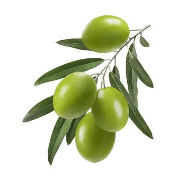 Fototapeta Vertical green olive branch isolated on white background