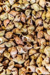 Fresh sea snails. Seafood background.