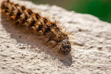 caterpillar