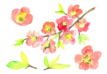 A branch of cherry blossoms.