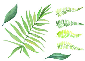  Set of tropical leaves