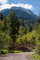 Fototapeta na wymiar mountain forest