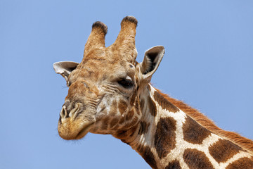 Giraffe im Kgalagadi Transfrontier Nationalpark