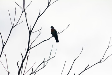 bird silhouette on tree branch
