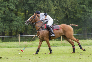Polo sport