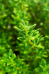 Thymian Nahaufnahme