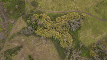 Vista aerea di un piccolo bosco isolato durante la stagione estiva