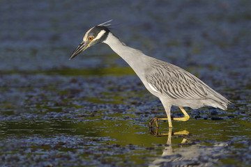 Yellow-crowned Night Heron hunting for crabs in a Florida lagoon