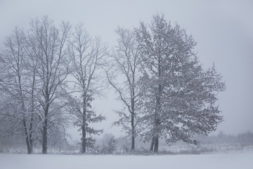 Winter landscape. Frozen trees. Blizzard