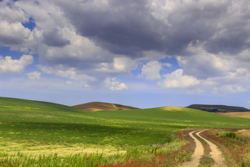 SPRINGTIME. Between Apulia and Basilicata. Hilly landscape with country road through wheat field end poppies dominated by clouds.Italy. Green and flowery countryside crossed by a path that goes away.