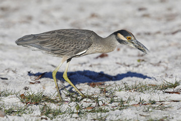Yellow-crowned Night Heron eating a shrimp on a Florida beach