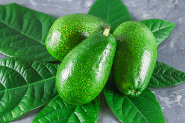 Three green raw ripe avocado fruits with leaves on a gray dark concrete table.