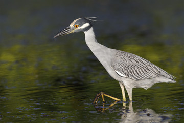 Yellow-crowned Night Heron hunting for crabs in a Florida lagoon