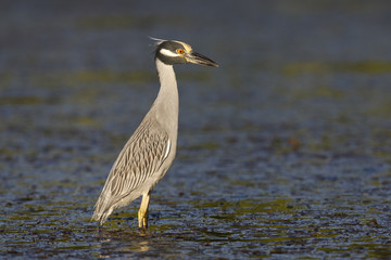 Yellow-crowned Night Heron hunting for crabs in a Florida lagoon