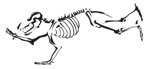 squelette d'un ours courant en noir et blanc