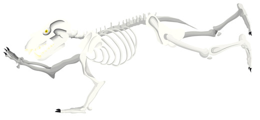 Squelette d'un ours courant