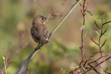 Close up of Indian Silverbill Sitting on a Branch