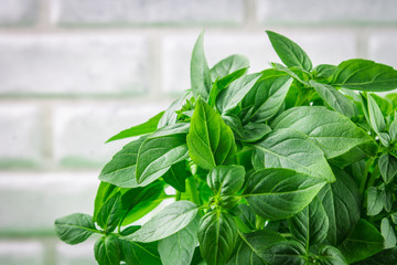A bunch of green lemon basil on a white concrete table against a brick wall background