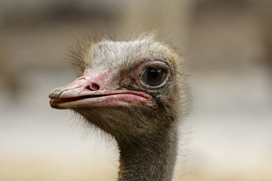 Image of an ostrich bird head on nature background. Farm Animals. Bird.