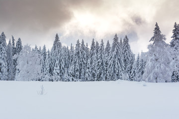 Wintertime - Black Forest. Winter landscape with firs covered by snow and sun appearing in the background.