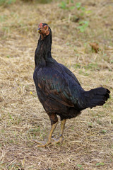 Image of a hen on the natural background. Farm Animal.