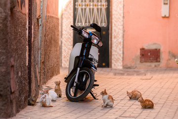 wild cats around a motorbike in marrakech medina