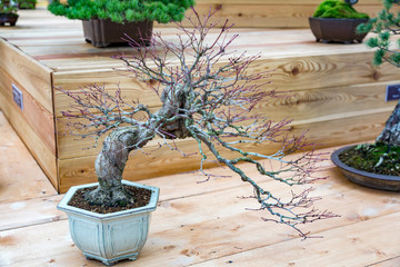 Miniature plant grown in a tray according to Japanese bonsai traditions
