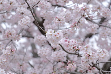 Naklejka premium Cherry blossom viewing