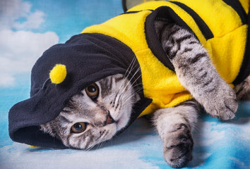 Scottish fold cat in the bee costume on a background of clouds