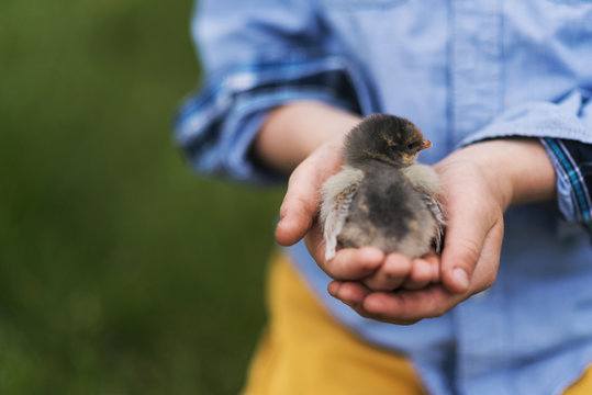 Close-up of a young Boy standing in a garden holding a baby chick in the palm of his hand