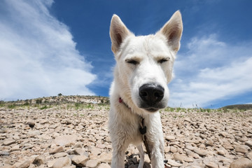 squinting husky