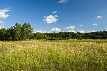 Wild meadow near the forest