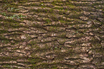 Embossed texture of the brown bark of a tree with green moss and blue lichen on it. Relief creative texture of an old oak bark.