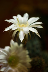 Cactus echinopsis tubiflora