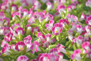 Fototapeta na wymiar beautiful pink wishbone flower in garden