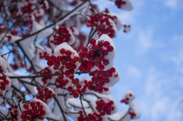 Rowan tree with red berries in the snow