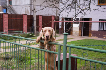 Dog as guard of house and garden. Serious pet protects and control property and possession. Funny authentic shot of animal. Shallow focus.