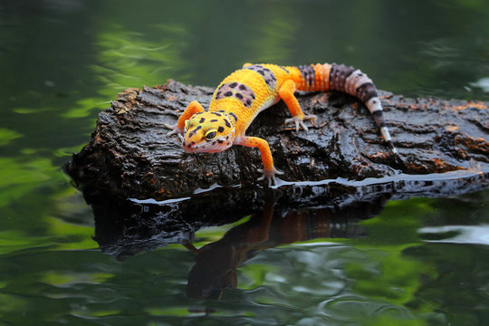 Close up of yellow common leopard gecko sitting on log over water