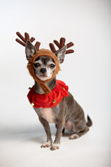 chihuahua in reindeer costume 