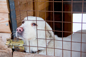 Portrait of a sad dog behind bars in a cage in winter, a lone abandoned dog outside