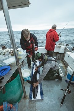 Fishermen measuring length of shark fish