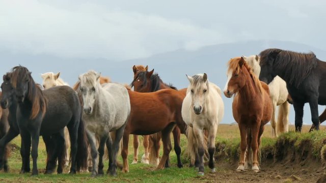 ICELAND Horses Pferd meadow Weide