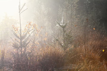 misty sunny morning in autumn forest