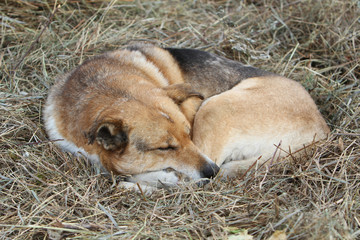 the dog asleep on the hay © миша родкин